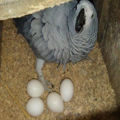 Fresh Ostrich Eggs