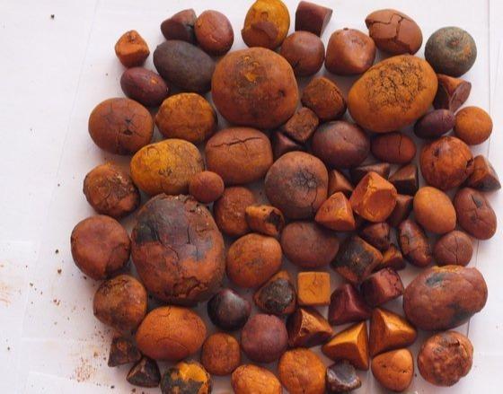 Dried cow ox gallstones / cattle gallstones for sale