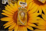 Cold-pressed sunflower oil in 8ml/14ml packages